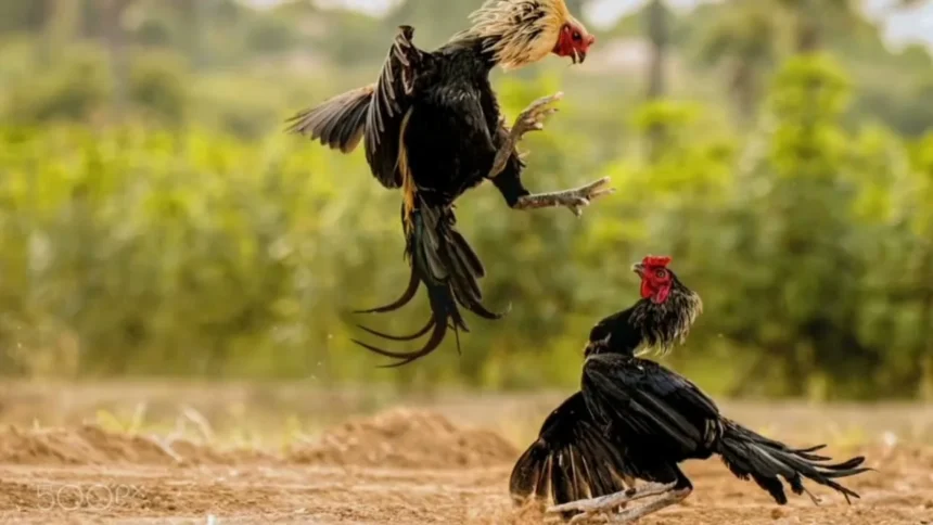 Guide to sabung ayam juara100.org medal: Mastering the Medal Game