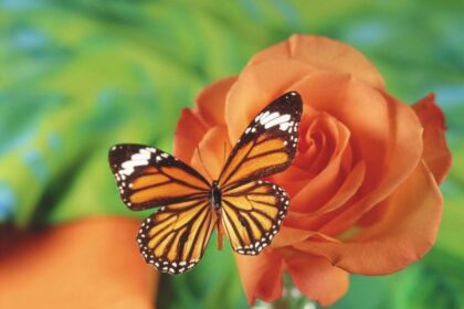 https://pussmoth.com/tatuajes-de-mariposas-la-lucha-por-el-logro : A Guide