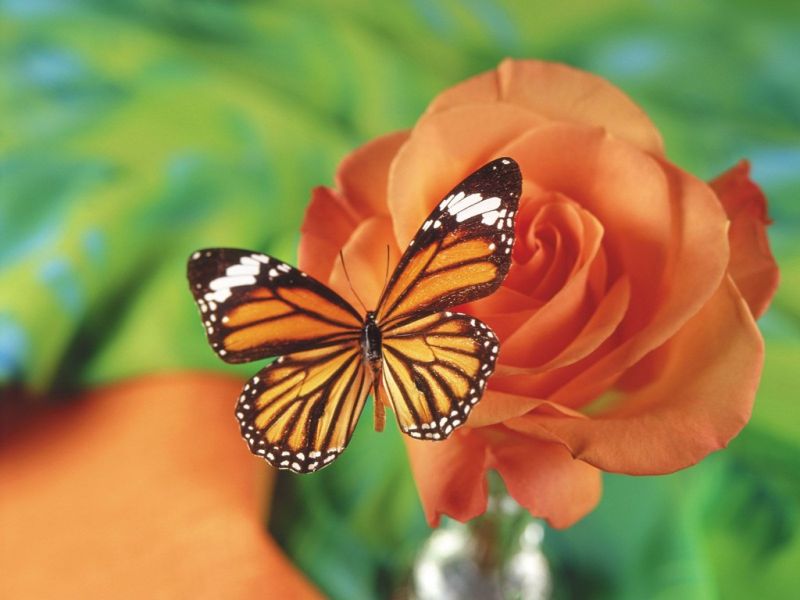 https://pussmoth.com/tatuajes-de-mariposas-la-lucha-por-el-logro : A Guide