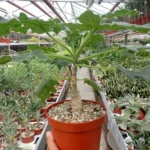 Culaina Grosaina: A Journey Through Heritage and Meaning