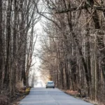 How to Identify Different Types of woods ind