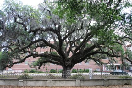 Growing Chandler Oak: A Step-by-Step Guide