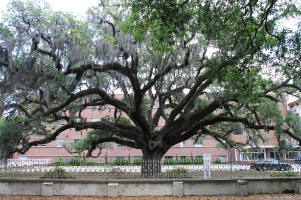 Growing Chandler Oak: A Step-by-Step Guide