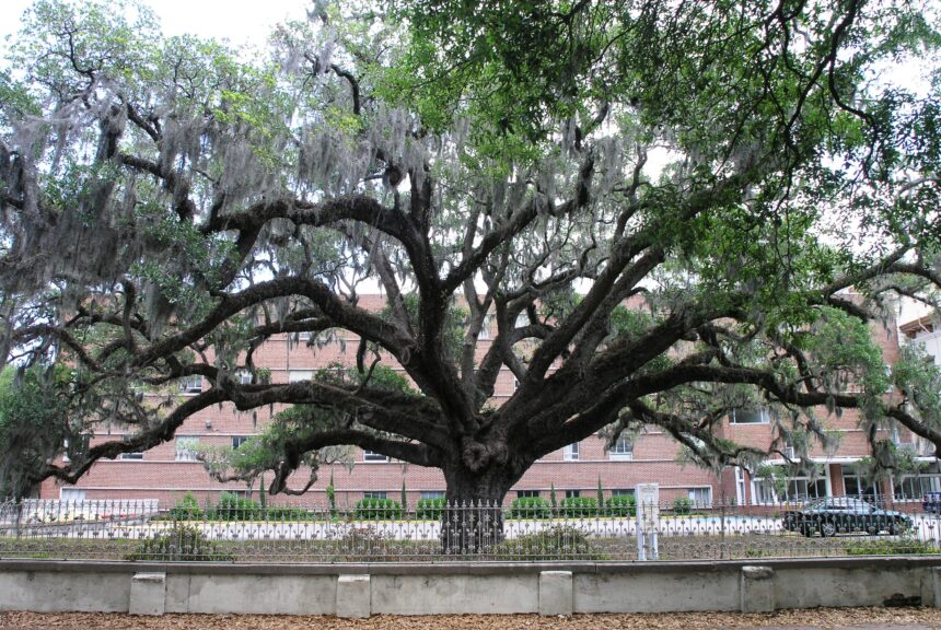 Growing Chandler Oak: A Step-by-Step Guide