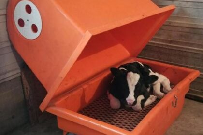 How to Properly Use a Calf Warmer for Maximum Comfort