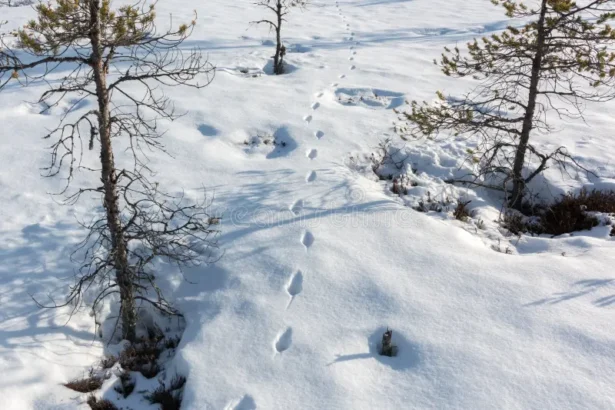 How to Prepare for wintes: Essential Tips