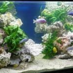 Transform Your Space with an Aquarium Roche Design