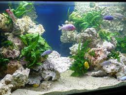 Transform Your Space with an Aquarium Roche Design