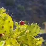 How to Grow el heirro cactus: A Complete Care Guide