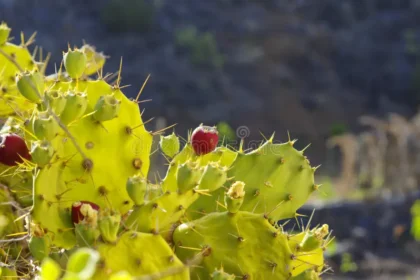 How to Grow el heirro cactus: A Complete Care Guide